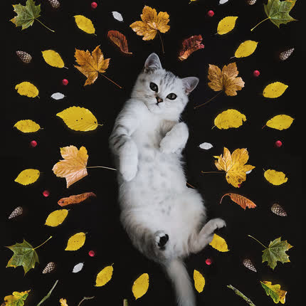 DUERMETE NIÑO, NIÑA MOZART & DUERME NEGRITO: Canciones de <br>Cuna Latinoamericanas » class=»wp -image-34893 size-full» /></figure><div class=