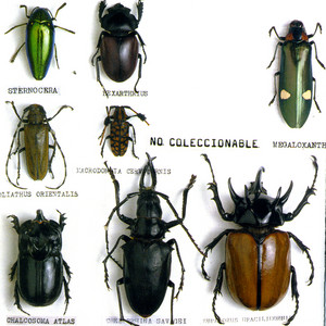 ESCARABAJOS: No Coleccionable