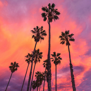 FERMUSIC: Tropical Vibes