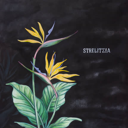 FRANKOIS: Strelitzia