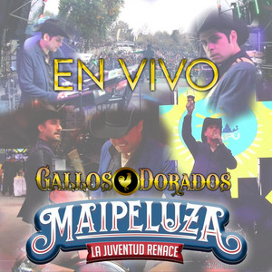 GALLOS DORADOS: Si no estás / Cuando Calienta el Sol / Tendría que Llorar por ti / La Manzanita (Medley) [En Vivo]