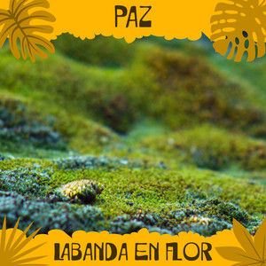 LABANDA EN FLOR: Paz