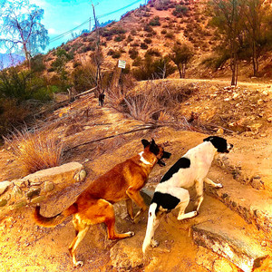 LOS PASOS: Los Pasos