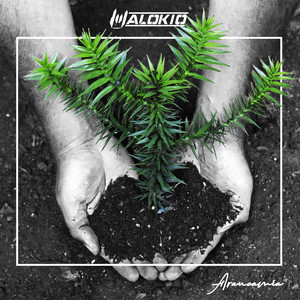 MALOKIO: Araucamía