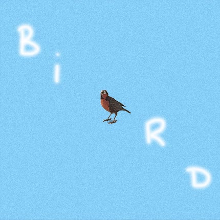 MCET: Bird