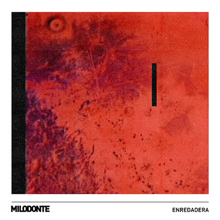 MILODONTE: Enredadera