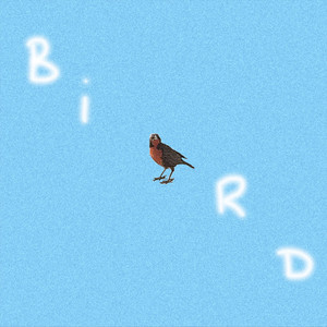 MCET: Bird