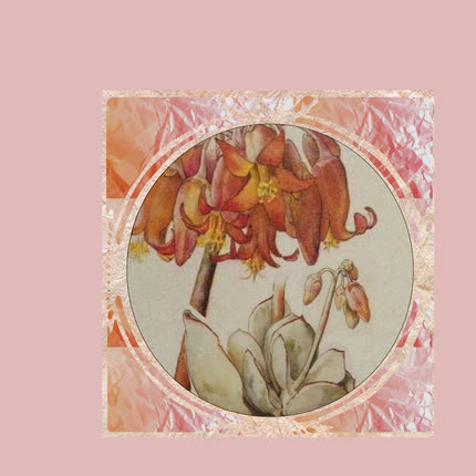 NIÑOS DEL CERRO: Flores, Labios, Dedos