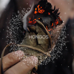 PAZ QUINTANA: Hongos