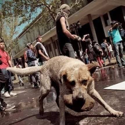 PERRO TERCO: Velocidad