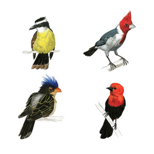 PUTA MARLON: Los Pájaros