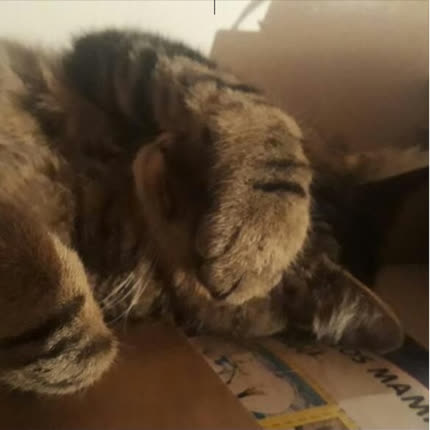 VALU: I Miau Gine (Imaginé)