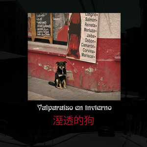 VALPARAISO EN INVIERNO: Perro mojado