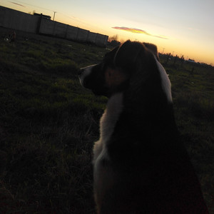 VAN DEIMIAN: Necesario