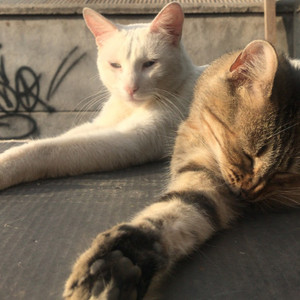 VAN DEIMIAN: Andar de a Dos