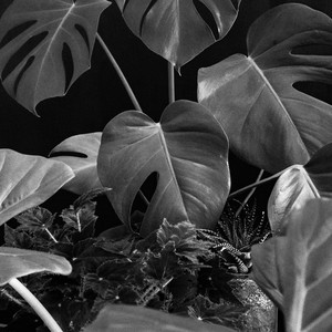 VESTEN VANIS: Planthijas
