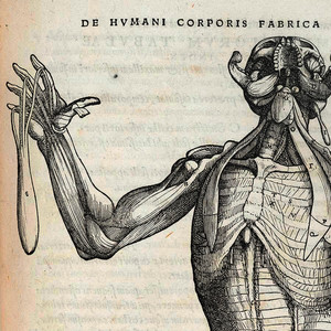 VESTEN VANIS: Hvmani Corporis Fabrica