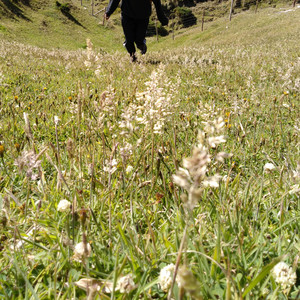 YNFA: Flores