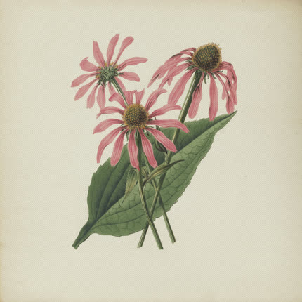 BOCHO: DESPEDIDA <br>"Echinacea Purpurea" » class=»wp -image-40854 size-full»/></figure><div class=