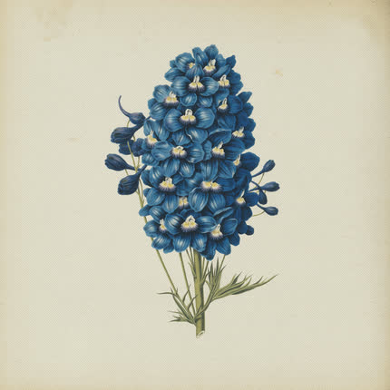 BOCHO: TEMPANITO de <br>HIELO "Delphinium Formosum" » class=»wp -image-40855 size-full» /></figure><div class=