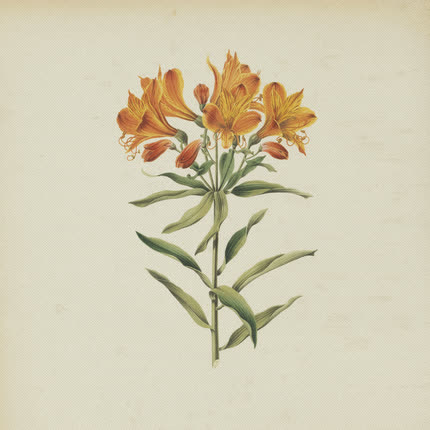 BOCHO: AMIGO <br>"Alstroemeria Aurantiaca" » class=»wp -image-40857 size-full» /></figure><div class=