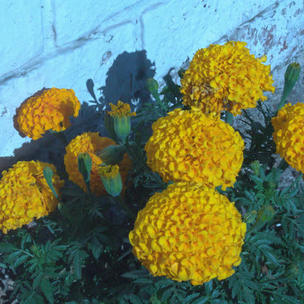 SIENA HIDALGO: Golden Blue