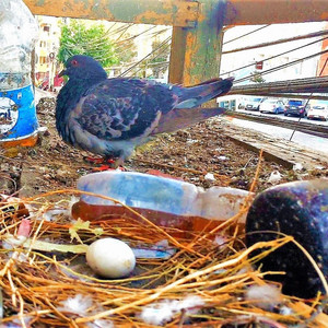 HACHISKO: Anembrionado