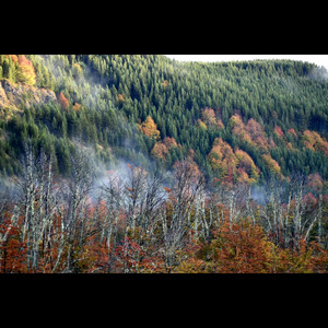 IGNACIO ROMAN: Por el canto