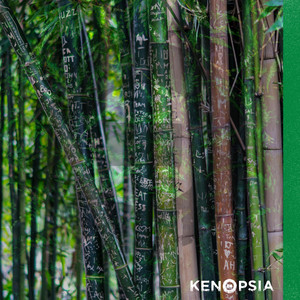 KENOPSIA: Bamboo Garden